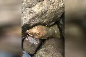 实拍农村小伙田里用蚯蚓抓黄鳝，等个一晚上就能有大收获