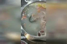 断头鱼在开水里还动，生命力之强让人惊叹，不过看着好瘆人啊！