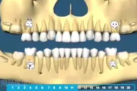 一个视频让你知道恒牙萌出时间视频封面