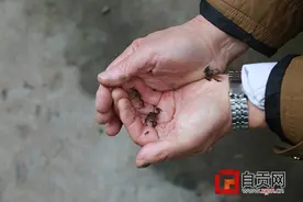自贡惊现“癞疙宝”大迁徙 专家称与地震无关图片