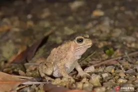 新知丨左右半脑情绪控制的分工图片