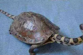 女子野外捡了一只“蛇头龟”，带回家吓的老公起来就跑图片