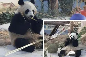 57秒丨行为异常？ 德州大熊猫贤贤和月亮：宝宝好着呢！图片