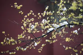 傲骨冬梅迎风雪图片