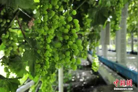 澳媒：中国需求推动 澳大利亚葡萄种植业繁荣发展图片