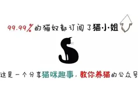 「猫咪知识」怎么让猫咪和其它小动物和谐相处？图片