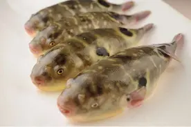 饕餮中国︱何以“拼死吃河豚”图片