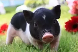 好消息！陆川猪上榜中国特色农产品优势区名单！玉林或将又多一张“国字号”名片！图片