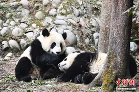 探访中国大熊猫保护研究中心“熊猫幼儿园”图片