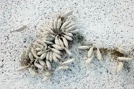 探访 | 爱与严，羊妙妙炼成记图片