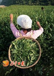 天时地利人和 巴中市厚植绿色生态农业发展优势