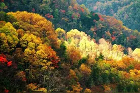 快来“森”呼吸！永康新增两个省级森林特色小镇，没想到还有这么美的地方！图片