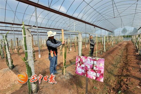 天时地利人和 巴中市厚植绿色生态农业发展优势