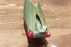 萌哒哒竹编“小动物”　上色要用沸水煮４小时图片