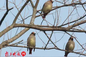 南京古林公园梅花开,吸引太平鸟来作客图片