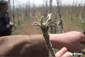 「技术」年度大总结！苹果树病虫害识别图谱图片