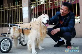 爱犬后腿瘫痪 主人为它装上轮椅图片