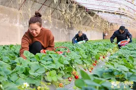 从金融白领到草莓姑娘图片