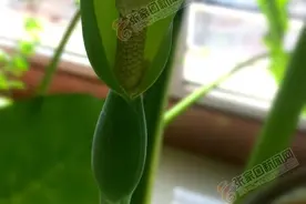 我家滴水观音开花啦！图片