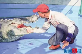 台湾鳄鱼王“小河”来厦安家 饲养员“老河”探望图片