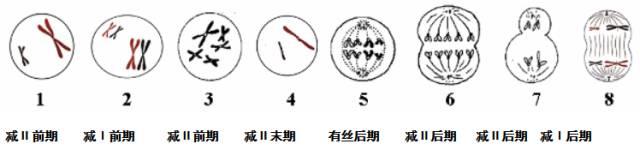 期末复习｜高中生物必修1-必修3知识点详解，不看你就亏了！