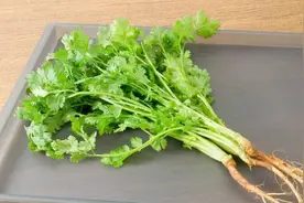 你喜欢香菜还是讨厌香菜？都是这个原因决定图片