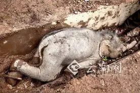 早fun｜心疼！西双版纳一小象从60米高山梁跌落 尚未脱离危险图片