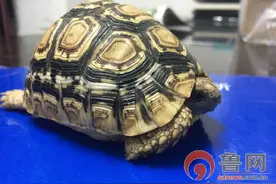 泰安：女大学生带活体陆龟乘高铁被查获图片