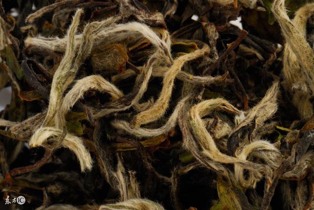 九龙营养课堂：白茶怎么选？富含高氨基酸？安吉和福鼎白茶区别？