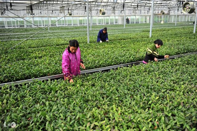 九龙营养课堂：白茶怎么选？富含高氨基酸？安吉和福鼎白茶区别？