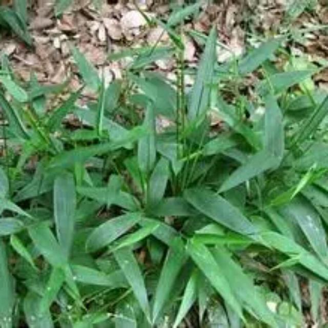 苦竹叶泡水喝的禁忌(淡竹叶的副作用与禁忌) - 趣测网