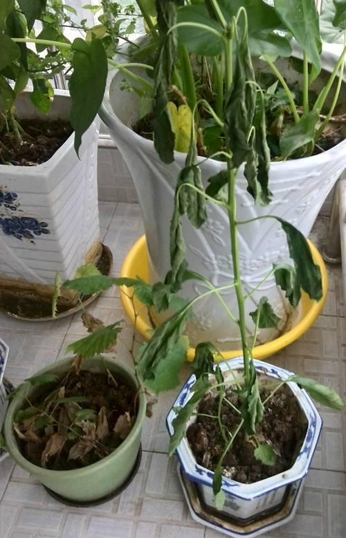 一旦出-现这几种预兆不-要慌，实时应付便可化险为夷！