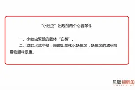 如何让滤缸“小蚊虫”消失图片
