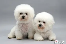 比熊犬训练应该从什么时候开始？图片