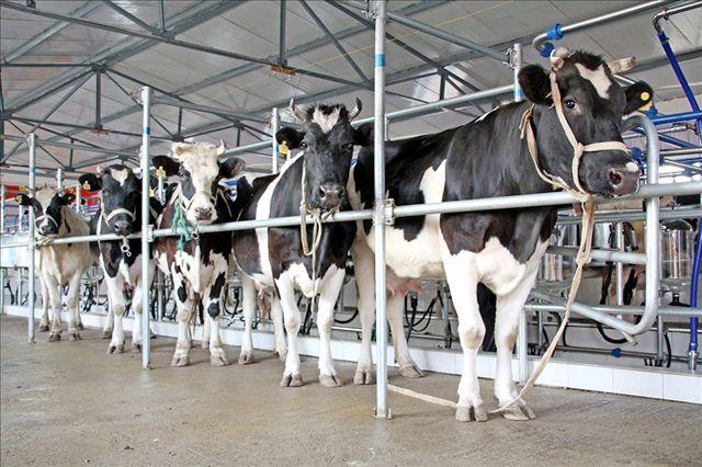 牛奶的“前世今生”