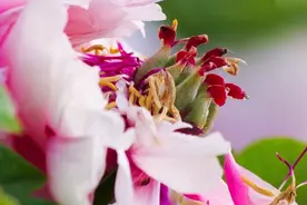 萨克斯独奏《花心》萌动的青春，难忘的回忆，怀旧的经典！图片