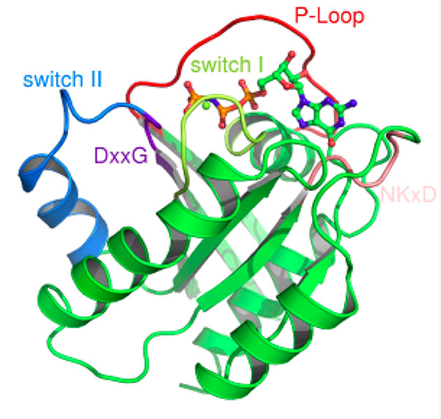 亮剑大魔王之二：RAS基因突变和药物