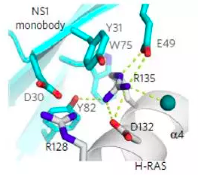 亮剑大魔王之二：RAS基因突变和药物