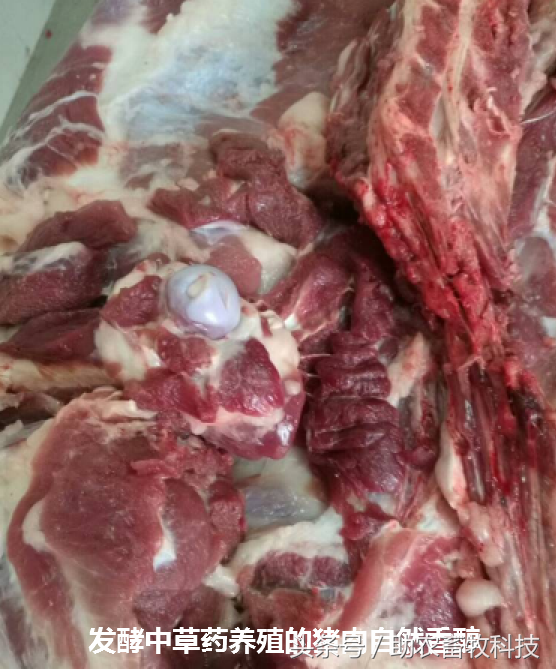 一种显著效果改善猪肉品质的中草药配方及其使用方法