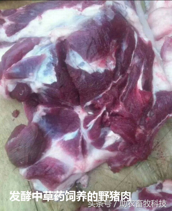 一种显著效果改善猪肉品质的中草药配方及其使用方法