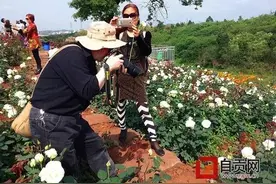 自贡新“花海”呼之欲出图片