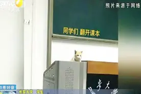 长安大学“监考猫”走红 软萌可爱收获众多粉丝