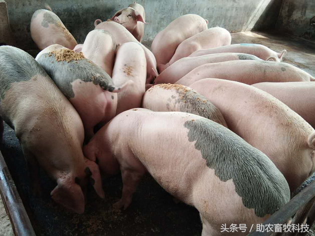 一种显著效果改善猪肉品质的中草药配方及其使用方法