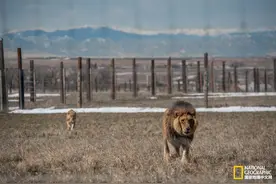 科罗拉多野生动物保护区：获救动物的天堂图片