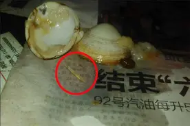 白蛤蜊里吃出“怪虫子”？原是蛤蜊身上的器官图片