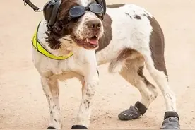 英国陆军给军犬打造的一整套作战装备...帅的也不是一点点图片