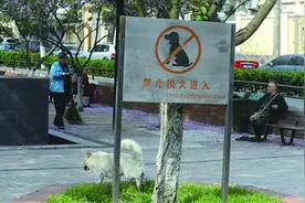 每户限养一只犬！山东青岛养犬管理条例10月起实施图片