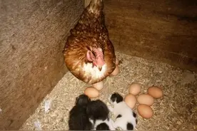 猫妈妈在鸡窝生产 母鸡接手照顾小猫图片