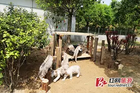 小老虎幼稚园长沙开园 13只小虎萌值爆表图片