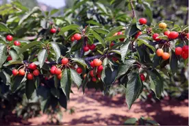 郑州樱桃沟全攻略，什么时候可以采摘？价格多少？樱桃采摘哪里最好？图片